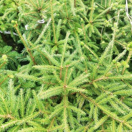 Smrek východný, Picea orientalis 15 - 35 cm, kont. 3l