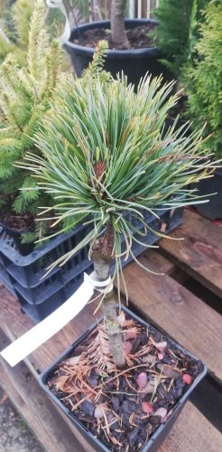 Borovica limbová Steiner, Pinus cembra, kmeň 20 - 30 cm, kont. 1l