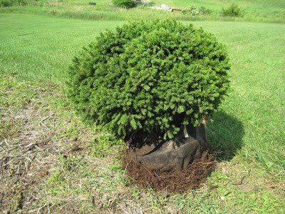 Smrek obyčajný Tabuliformis, Picea abies 20 - 30 cm, kont. 3l