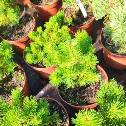 Borovica pyrenejská Tukane, Pinus uncinata 30 - 55 cm, kont. 3l