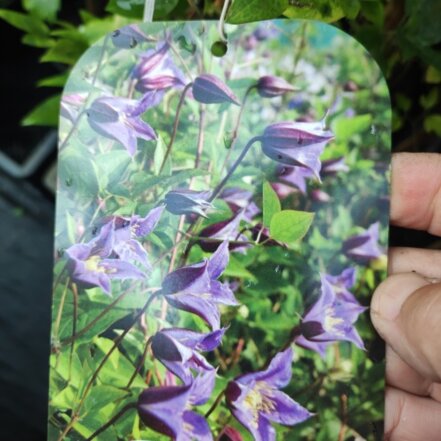 Plamienok Prince Villiam, clematis,  kontajner. 2 l