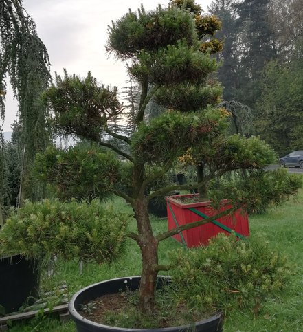 Borovica virdžínska Wate's Golden, Pinus virginiana, kont. 300 l