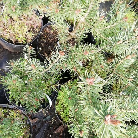 Borovica lesná Westonbirt, Pinus sylvestris, 20 - 40 cm, kont. 2l