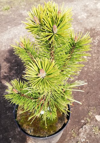 Borovica horská Winter Sun, Pinus mugo,  20 - 40 cm, kontajner 2l