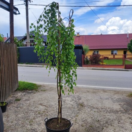 Breza previsnutá Youngii- 3 kmeň, Betula pendula 130 - 180 cm, kont. 25I