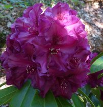 Rododendron 'Olin O.Dobbs, Rhododendron 30 - 50 cm, kont. 3l