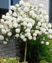 Kalina obyčajná Eskimo, Viburnum opulus, na kmienku 150 cm, kontajner. 5 l