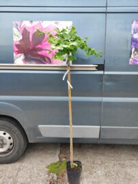 Ginko dvojlaločné, Mariken, Ginkgo Biloba 100 - 150 cm, kont. 4l