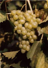 Vinič hroznorodý Miodova, Vitis vinifera, kontajnerovaná sadenica 1 l