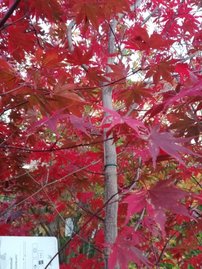 Javor dlaňovitolistý Atropurpureum, Acer palmatum, 30 – 70 cm, kontajner 3l