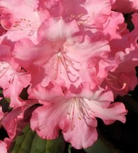 Rododendron Emanuela, Rhododendron, 30 - 50 cm, kont. 5l