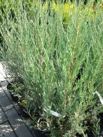 Borievka skalná Skyrocket, Juniperus scopulorum, 40 - 60 cm, kont. 3l