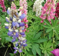 Lupina mnoholistá Russell (Vlčí bôb) – mix farieb, Lupinus polyphyllus, 50 - 60 cm, kont. 2l