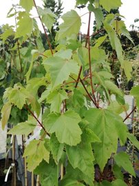 Javor červený Scanlon, Acer rubrum, + 300 cm, kontajner 20l