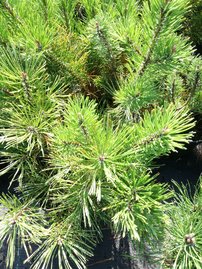 Borovica horská Kosodrevina, Pinus mugo pumilio, 10 - 20 cm, kont. 3l