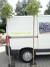 Javor Mliečny Globosum,  Acer platanoides, 150-220 cm, kontajner 4l