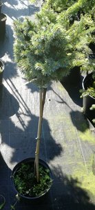 Smrek sitkanský Tenas, Picea sitchensis, na kmienku 40 - 70 cm, kontajner C5