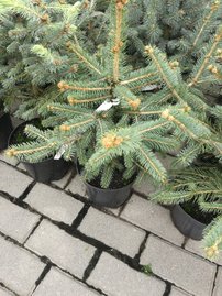 Smrek pichľavý Glauca, Picea pungens 40 - 50 cm, kont. 3l