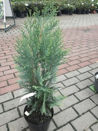 Cypruštek lawsonov Columnaris, Chamaecyparis lawsoniana, 40 - 60 cm, kont. 3l