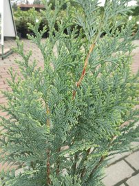 Cypruštek lawsonov Columnaris, Chamaecyparis lawsoniana, 40 - 60 cm, kont. 3l