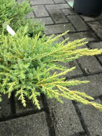 Borievka plazivá Andorra variegata Juniperus horizontalis  20 - 30 cm, kont. 3l