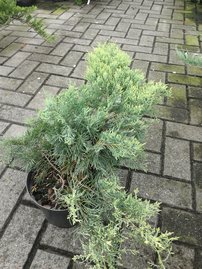 Borievka virdžínska Golden Spring, Juniperus virginiana 50 - 60 cm, kont. 3l