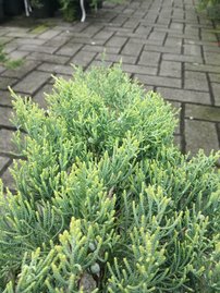 Borievka virdžínska Golden Spring, Juniperus virginiana 50 - 60 cm, kont. 3l