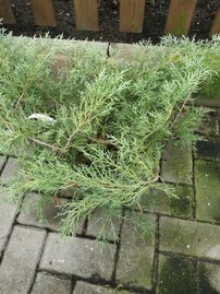 Borievka virdžínska Hetz, Juniperus virginiana 50 - 60 cm, kont. 3l
