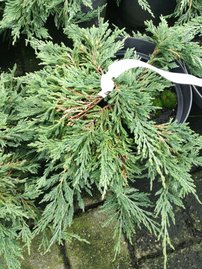 Borievka rozprestretá Pancake, Juniperus horizontalis 20 - 25 cm, kont. 3l