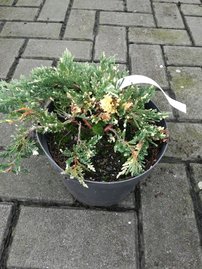 Borievka rozprestretá Villa Maria, Juniperus horizontalis 15 - 25 cm, kont. 3l