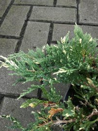 Borievka rozprestretá Villa Maria, Juniperus horizontalis 15 - 25 cm, kont. 3l