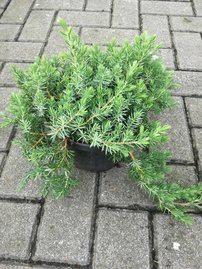 Borievka pobrežná Blue Pacific, Juniperus conferta 30 - 40 cm, kont. 3l