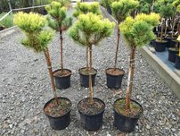 Borovica horská Carlsten´s  (na kmienku), Pinus mugo 80 - 100 cm, kont. 5l