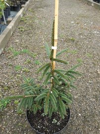 Smrek východný Aureospicata, Picea orientalis 40 -50 cm, kont. 3l