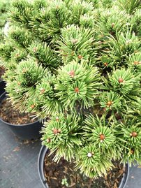 Borovica horská Mops na kmienku, Pinus mugo 50 - 55 cm, kont. 15l