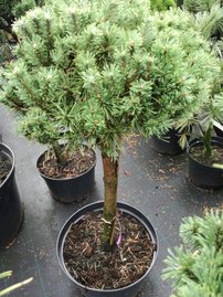 Borovica pyrenejská Grüne Welle na kmienku, Pinus uncinata 60 - 70 cm, kont. 15l