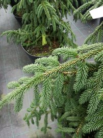 Smrek východný Aureospicata, Picea orientalis 90 -95 cm, kont. 15l