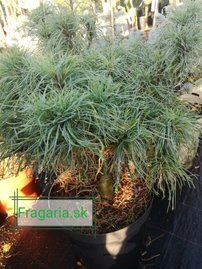 Borovica hladká Tiny Curls, Pinus strobus, kontajner C2,  20 - 30 cm