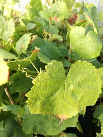 Vinič hroznorodý Swenson red, Vitis vinifera, kontajnerovaná sadenica 1l