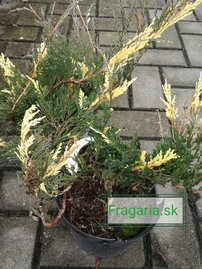 Borievka čínska Variegata, Juniperus chinensis 40 - 50 cm, kont. 3l