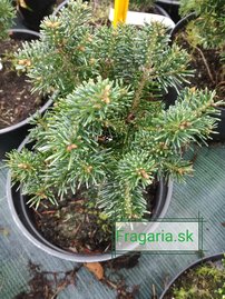 Jedľa plsnatoplodá Green Globe, Abies lasiocarpa 30 - 40 cm, kont. 5l