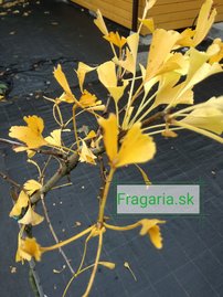 Ginko dvojlaločné Peve Lobo, Ginkgo Biloba, na kmienku 50 - 100 cm, kont. 5l