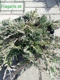 Borievka plazivá Wiltonii, Juniperus horizontalis 5 cm, kont. 3l