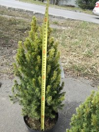 Smrek biely Rainbow's End, Picea glauca 40 - 60 cm, kont. 3l
