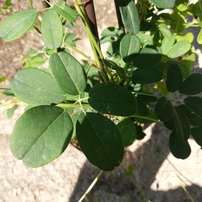 Akebia päťpočetná , Akebia Quinata, kont.