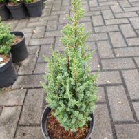 Borievka obyčajná Bagnet, Juniperus communis 30 – 35 cm, kont. 3l