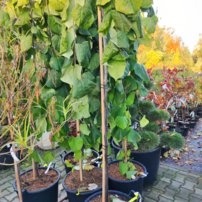 Judášovec kanadský, Cercis canadensis, Levander Twist, + 240 cm, kontajner 25l