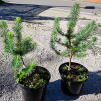 Borovica píniová, Pinus pinea, kont. 2L.