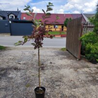 Stremcha viržinska 'Shubert' Prunus virginiana , kmeň+170 cm