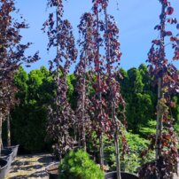 Buk lesný Purple Fountain,	Fagus sylvatica + 300 cm, kont. 40l